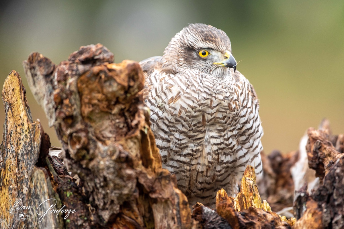  5D40280 28 november 2021 1132 43